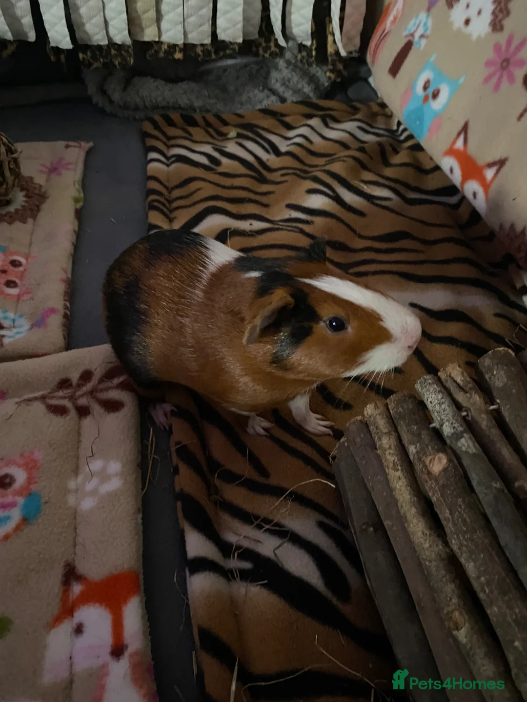 Guinea Pig rodents for sale: Lovely Male “Biscuit” Guinea Pig 4 Months  in Eastbourne - Advert 3