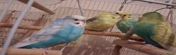 Budgerigars birds for sale: 4 Budgies in Birmingham - Advert 3