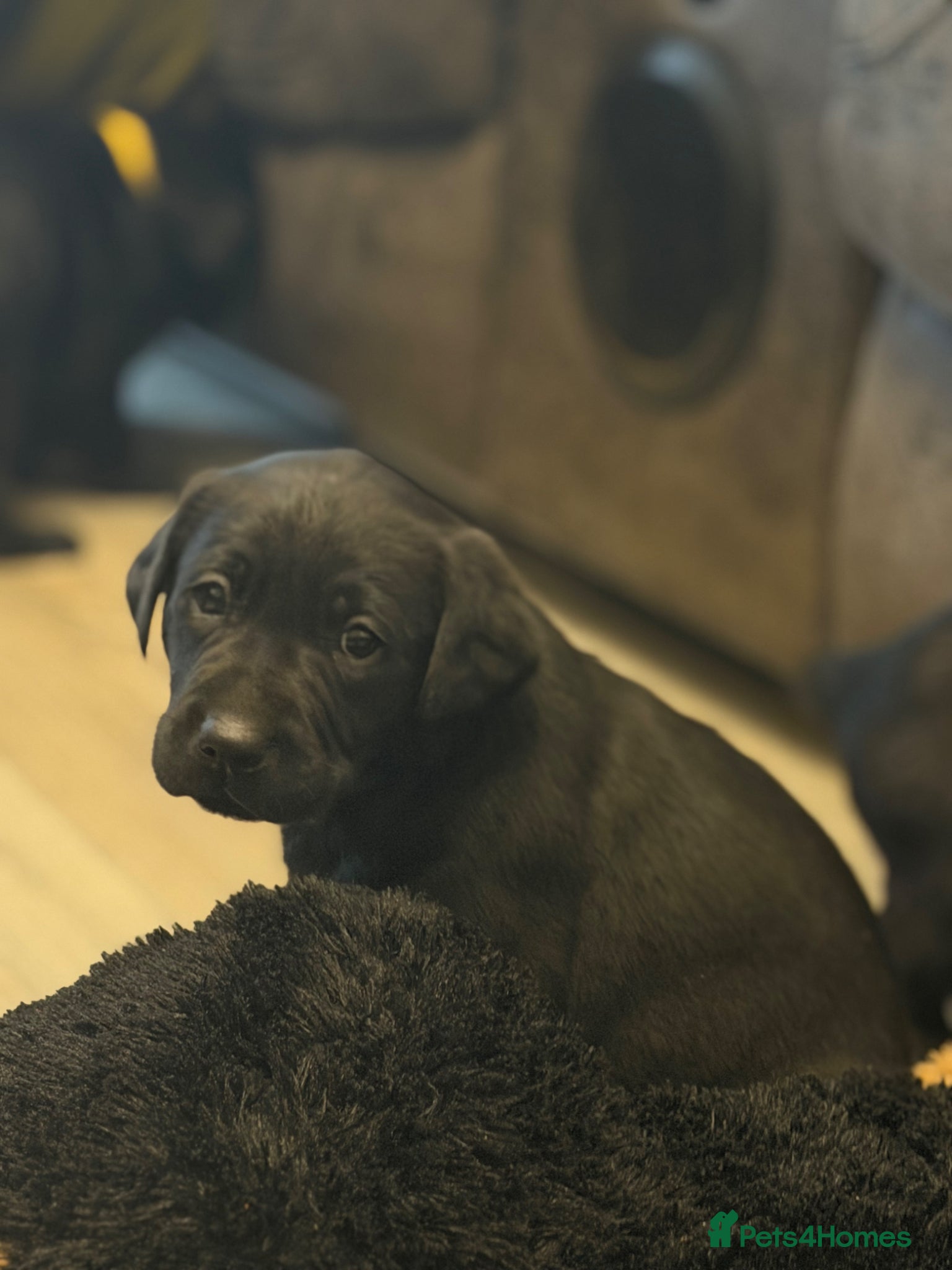 Labrador Retriever dogs Traditional Labrador Puppies  - Advert 4