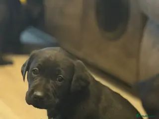 Labrador Retriever dogs Traditional Labrador Puppies - Advert 4