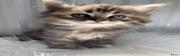 Perdoll cats for sale: 💕Beautiful BlueEyed Perdoll Kittens Ready Now 💕 - Advert 10