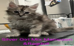 Maine Coon cats for sale: Maincoon Kitten For Sale - Image 14
