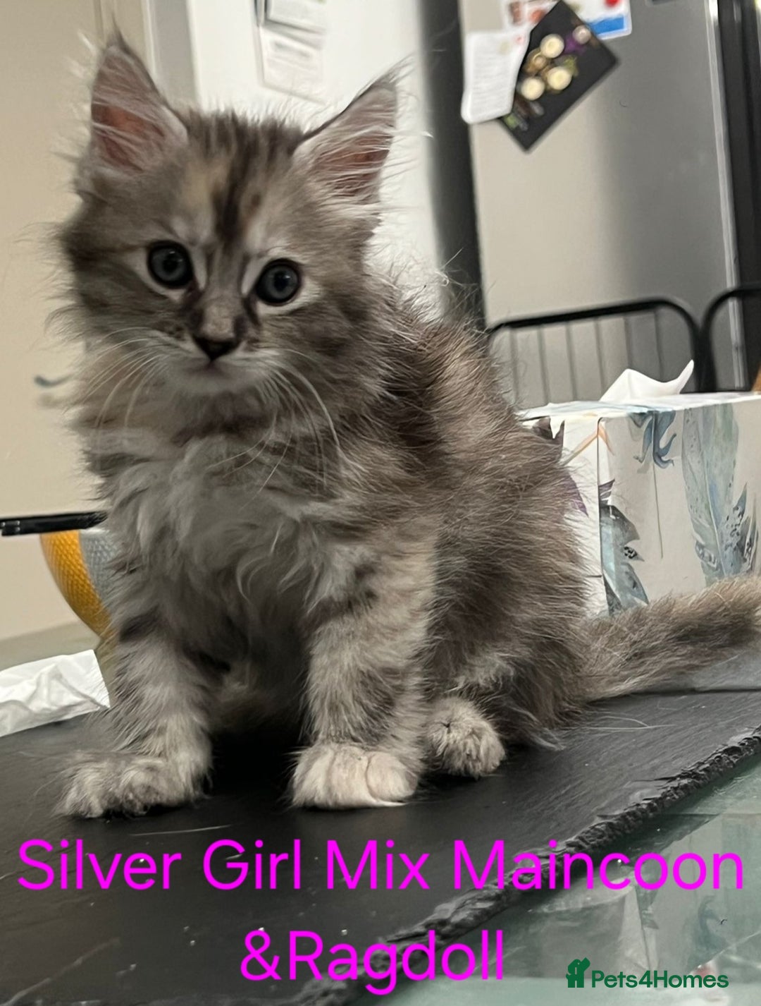 Maine Coon cats for sale: Maincoon Kitten For Sale - Image 14