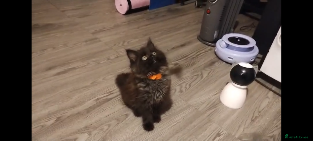 Maine Coon cats for sale: Adorable Maine Coon kittens in Manchester  - Advert 8