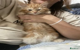 Turkish Angora cats for sale: Beautiful Fluffy Kittens Looking for Loving Homes - Image 6
