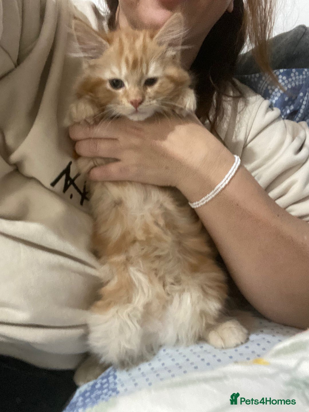 Turkish Angora cats for sale: Beautiful Fluffy Kittens Looking for Loving Homes - Image 6