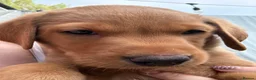 Labrador Retriever dogs for sale: Beautiful KC Registered Fox Red Labrador Puppies in Cheltenham - Advert 5