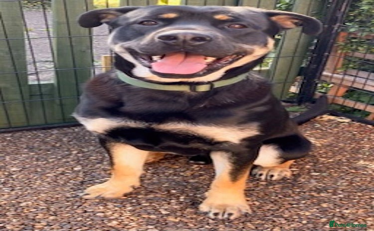 Mixed Breed dogs - Advert 3