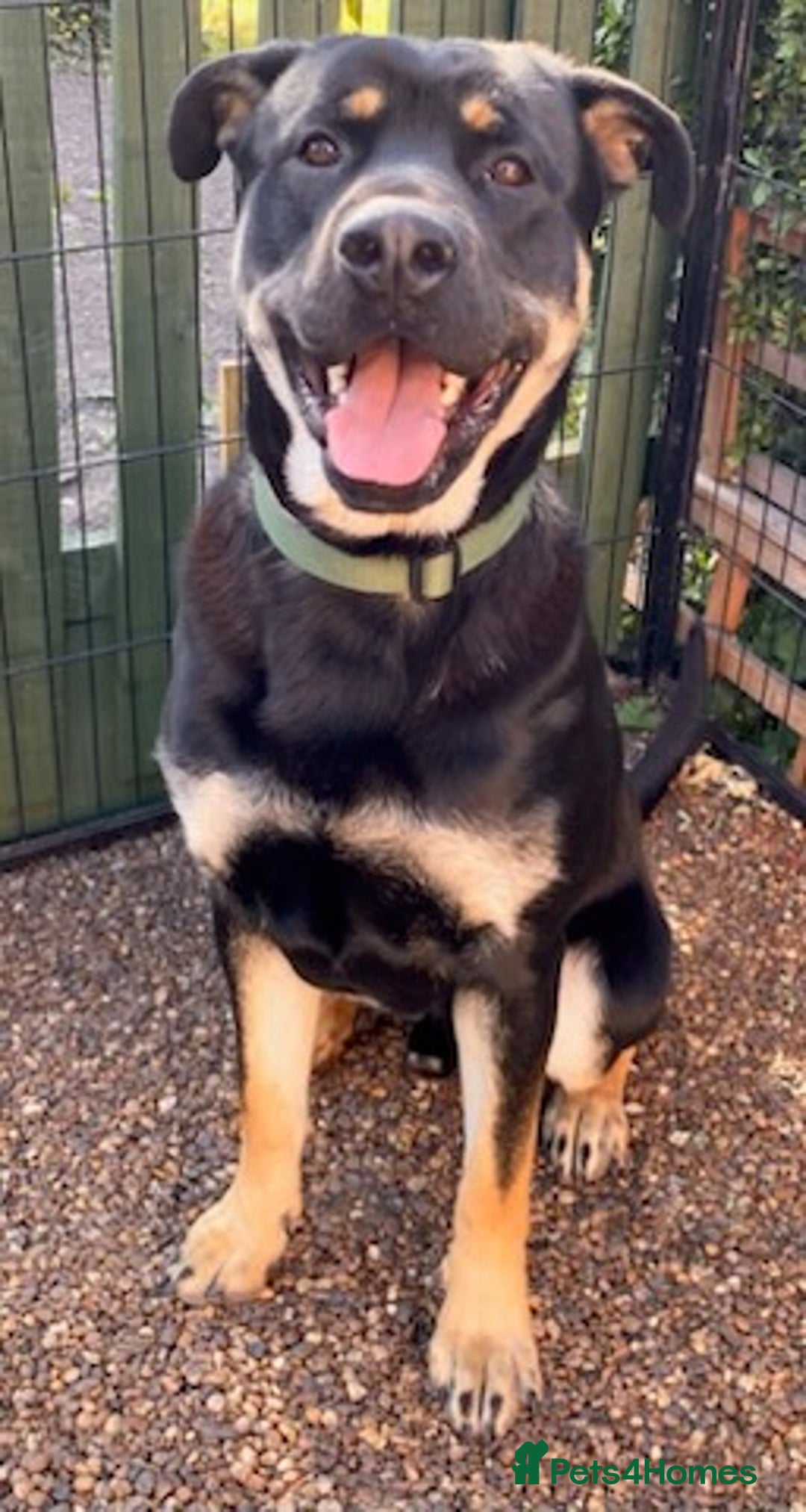 Mixed Breed dogs for sale: Rottweiler x GSD  - Image 1