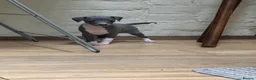 Italian Greyhound dogs for sale: The Most AMAZING colours! - Advert 5