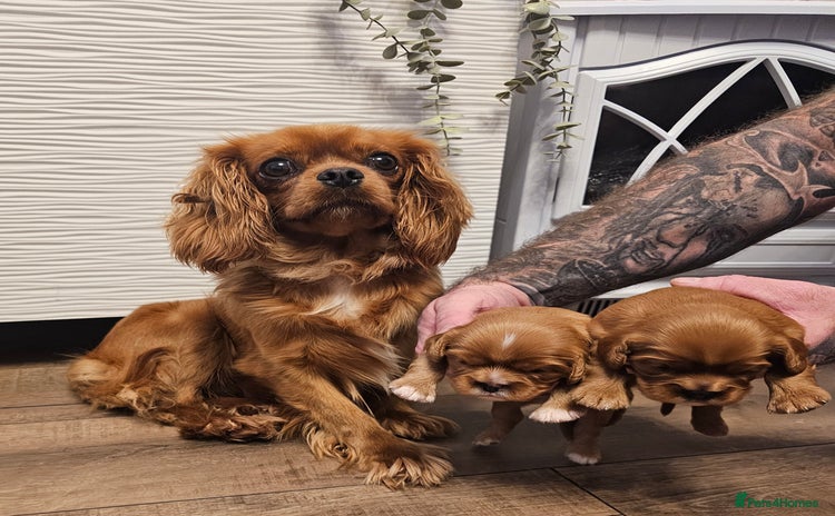 Cavalier King Charles Spaniel dogs Cavalier king charles spaniel puppies  - Advert 4