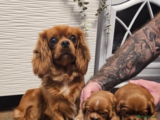 Cavalier King Charles Spaniel dogs Cavalier king charles spaniel puppies - Advert 9