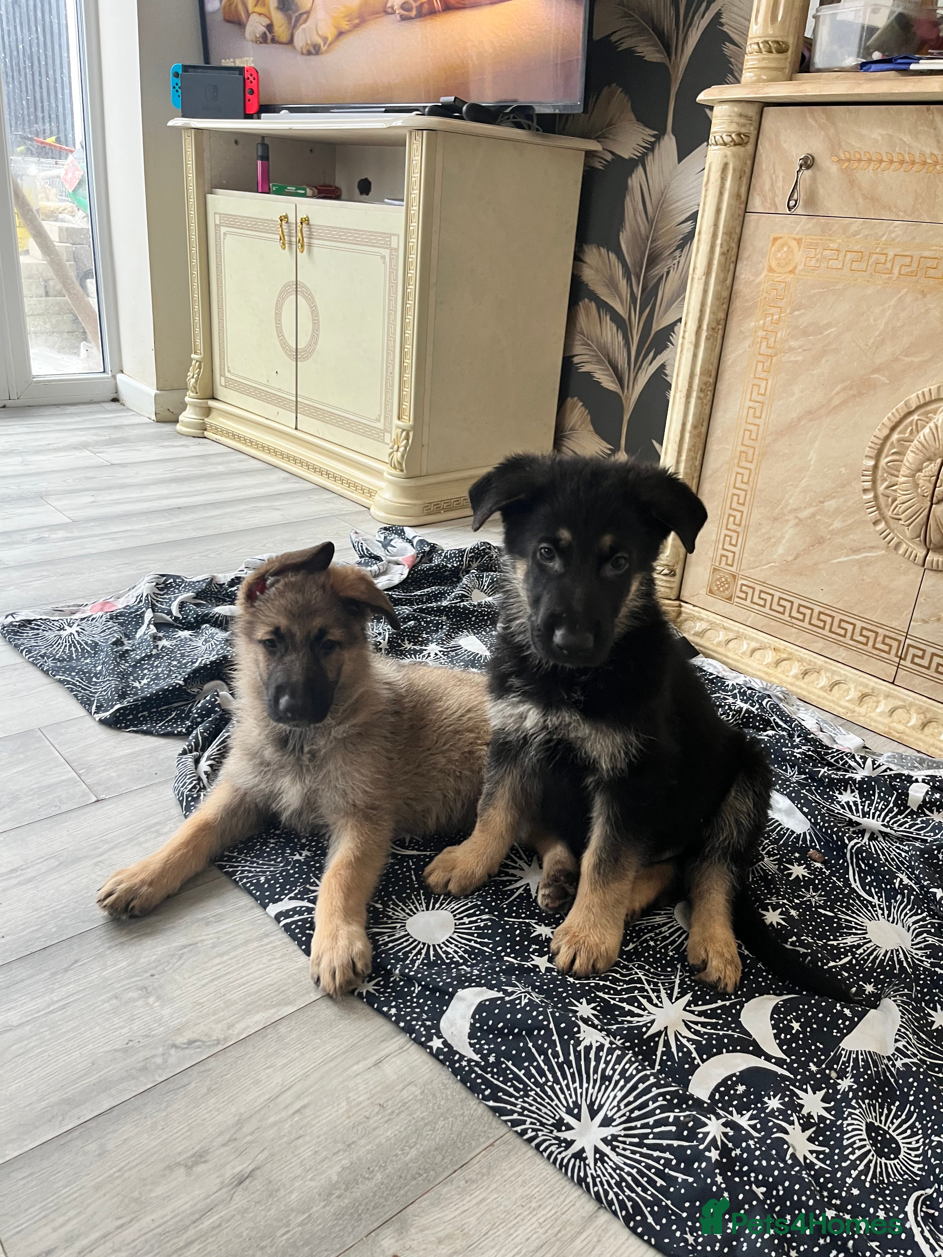 German Shepherd dogs Ready now !!! German shepherd puppies  - Advert 2