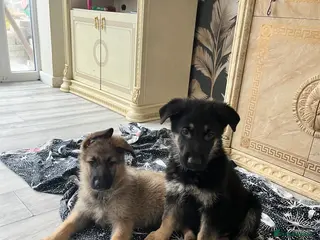 German Shepherd dogs Ready now !!! German shepherd puppies - Advert 2
