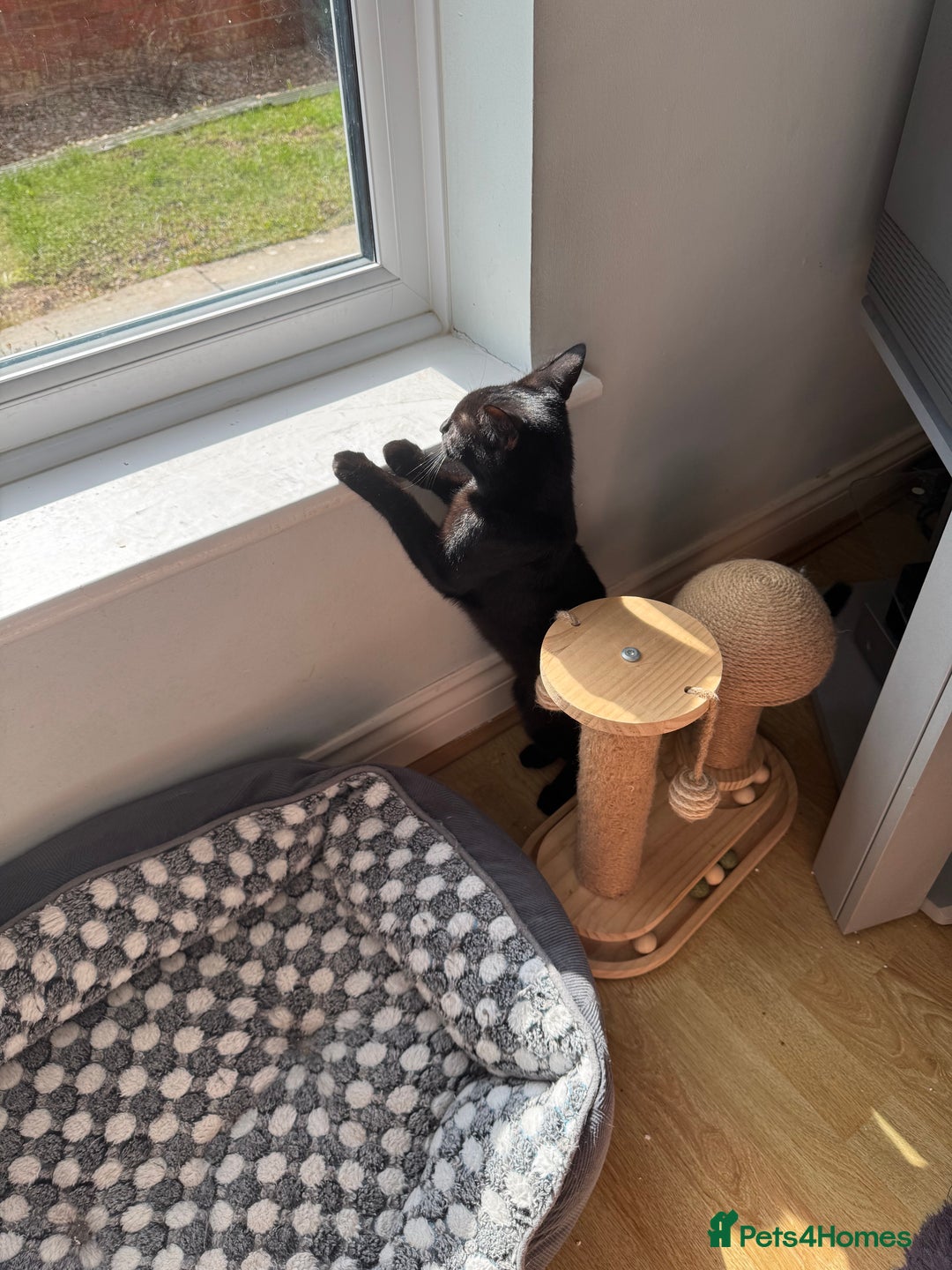 Domestic Shorthair cats for sale: 4 Adorable Kittens Ready for their Forever Homes! - Image 5