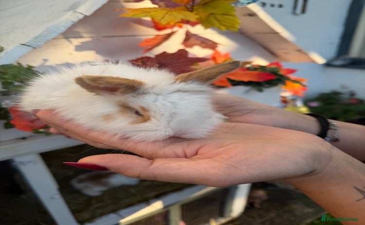 Mini Lion Lop rabbits Mix of lop & lion head  - Advert 3