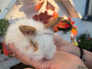 Mini Lion Lop rabbits Mix of lop & lion head - Advert 1