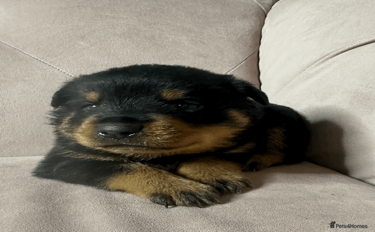 Rottweiler dogs - Advert 1