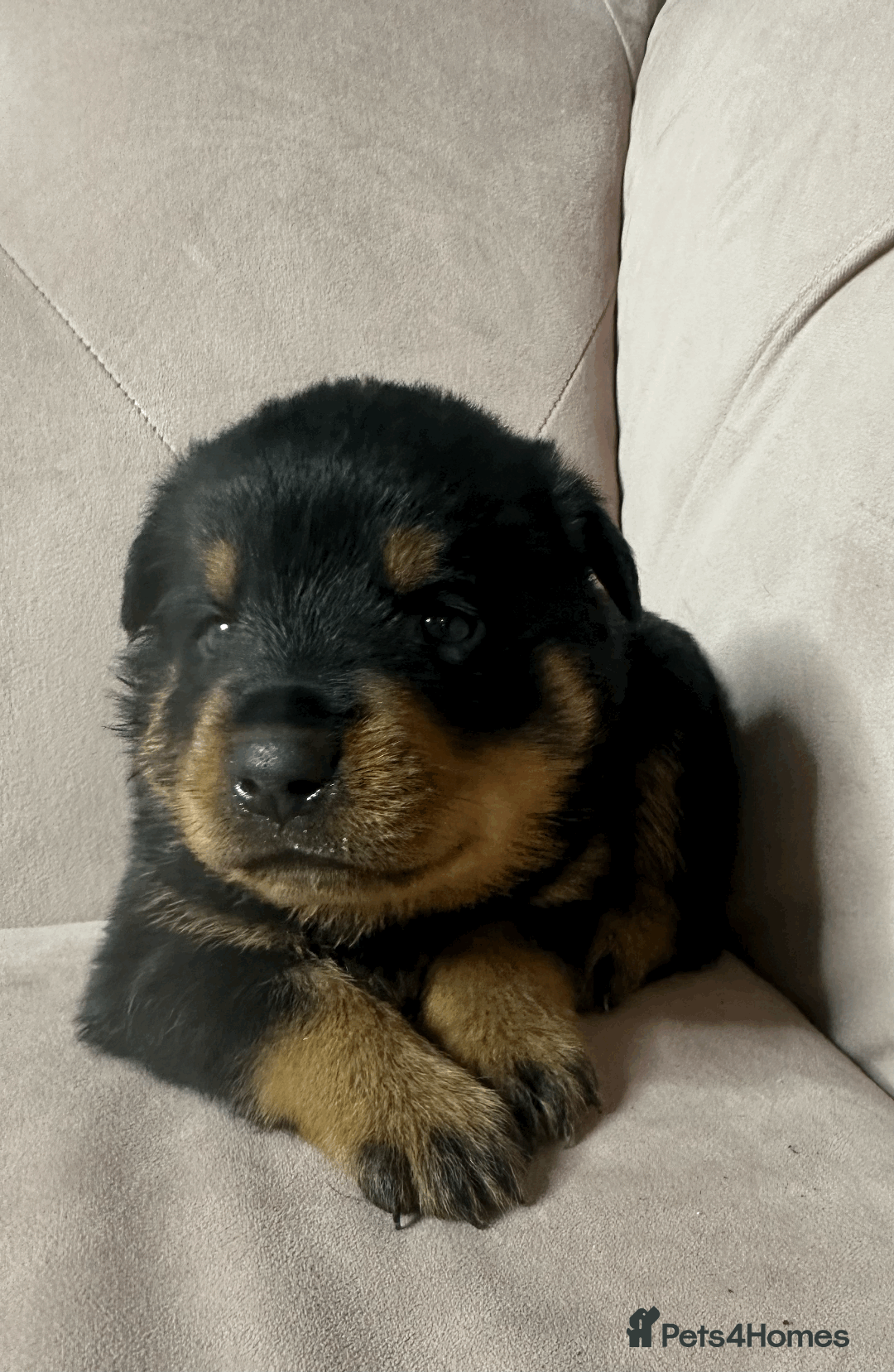 Rottweiler dogs for sale: Rottweiler Puppies - Image 1