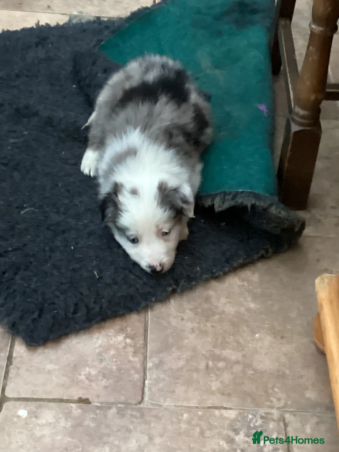 Border Collie dogs for sale: Border  collie pups. Mixed colours. - Advert 6