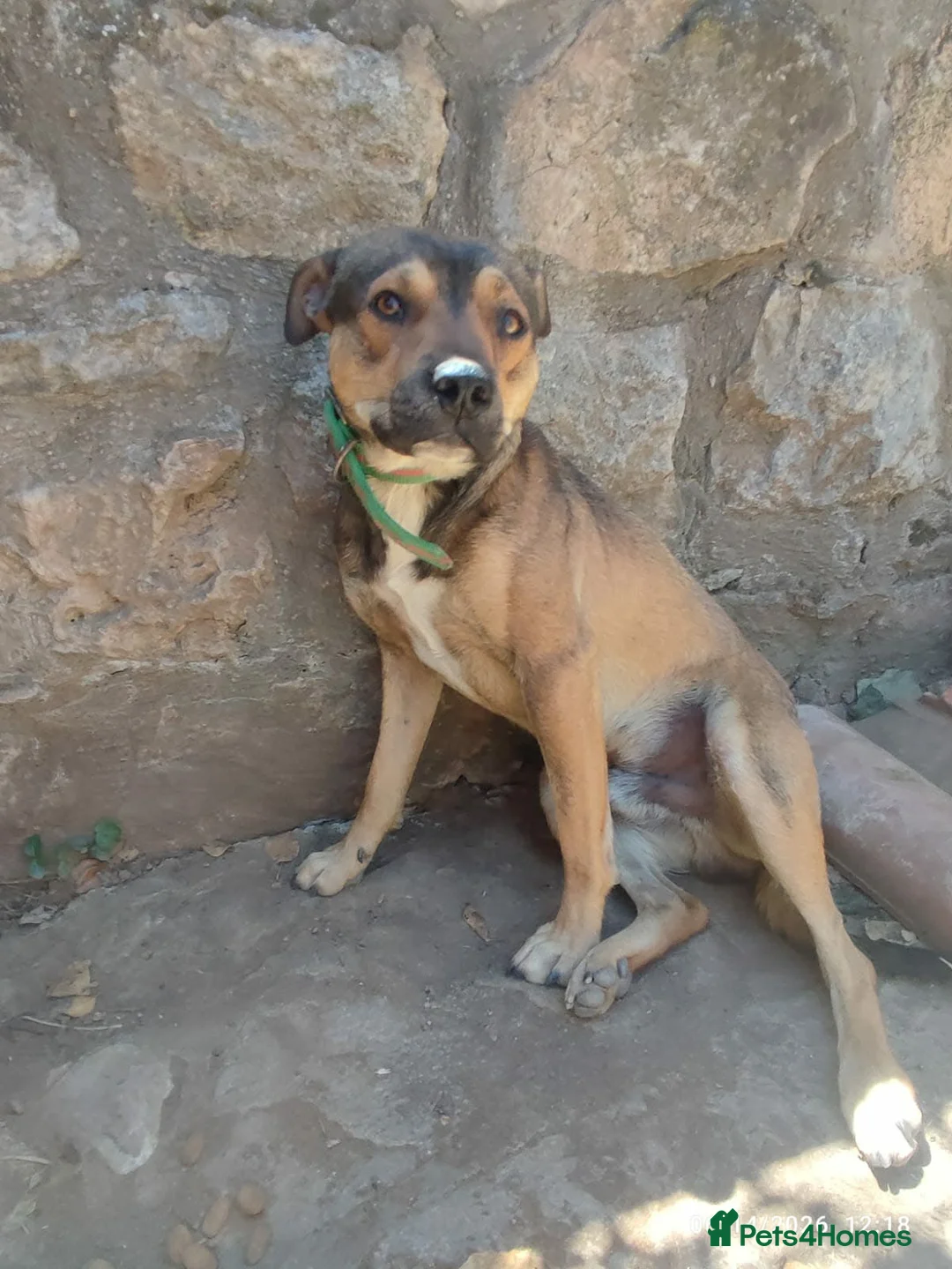 Mixed Breed dogs for adoption: Lucky 1 year small/medium Macedonian Rescue - Advert 10