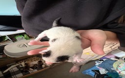 Domestic Shorthair cats for sale: 5 Domestic Shorthair Kittens - Image 13