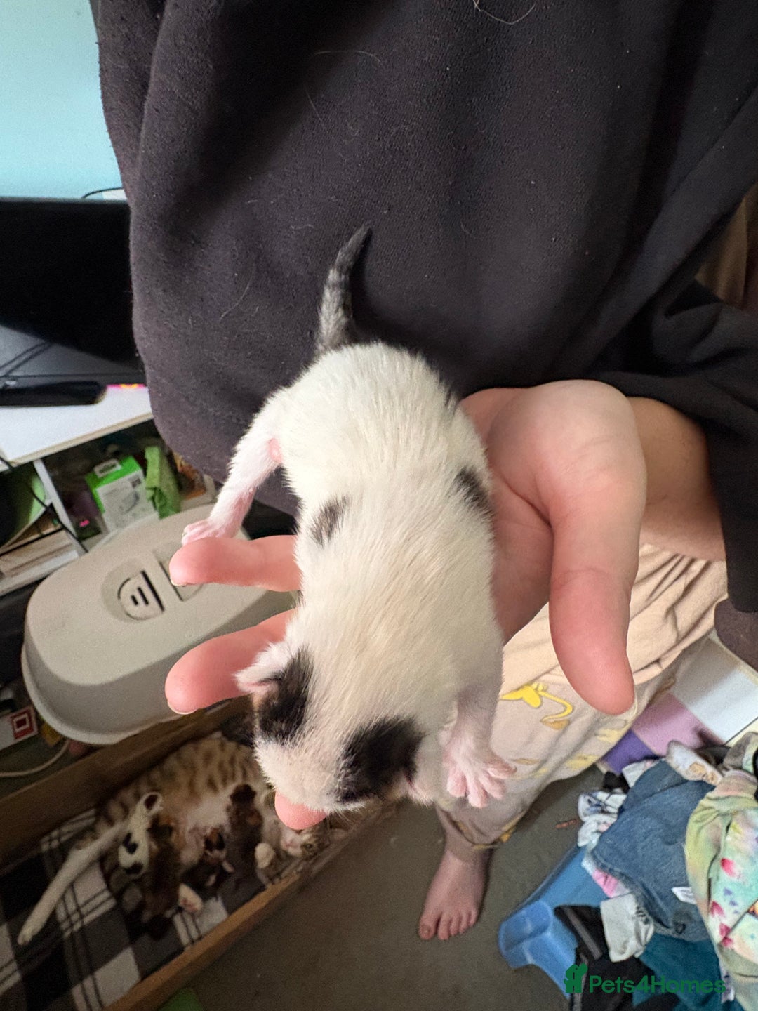 Domestic Shorthair cats for sale: 5 Domestic Shorthair Kittens - Image 13