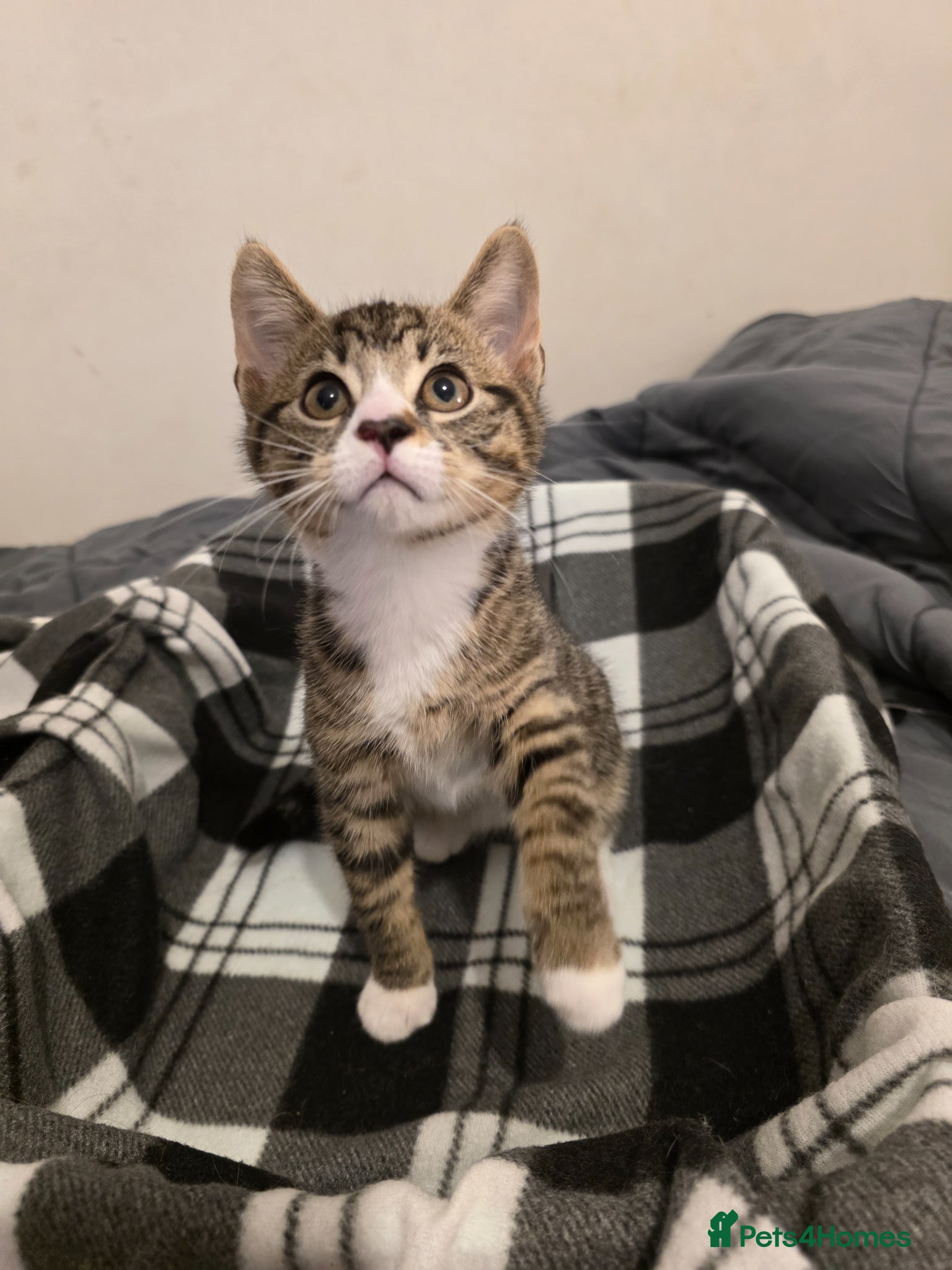 Mixed Breed cats 5 sweet babies ready for new homes.  - Advert 18