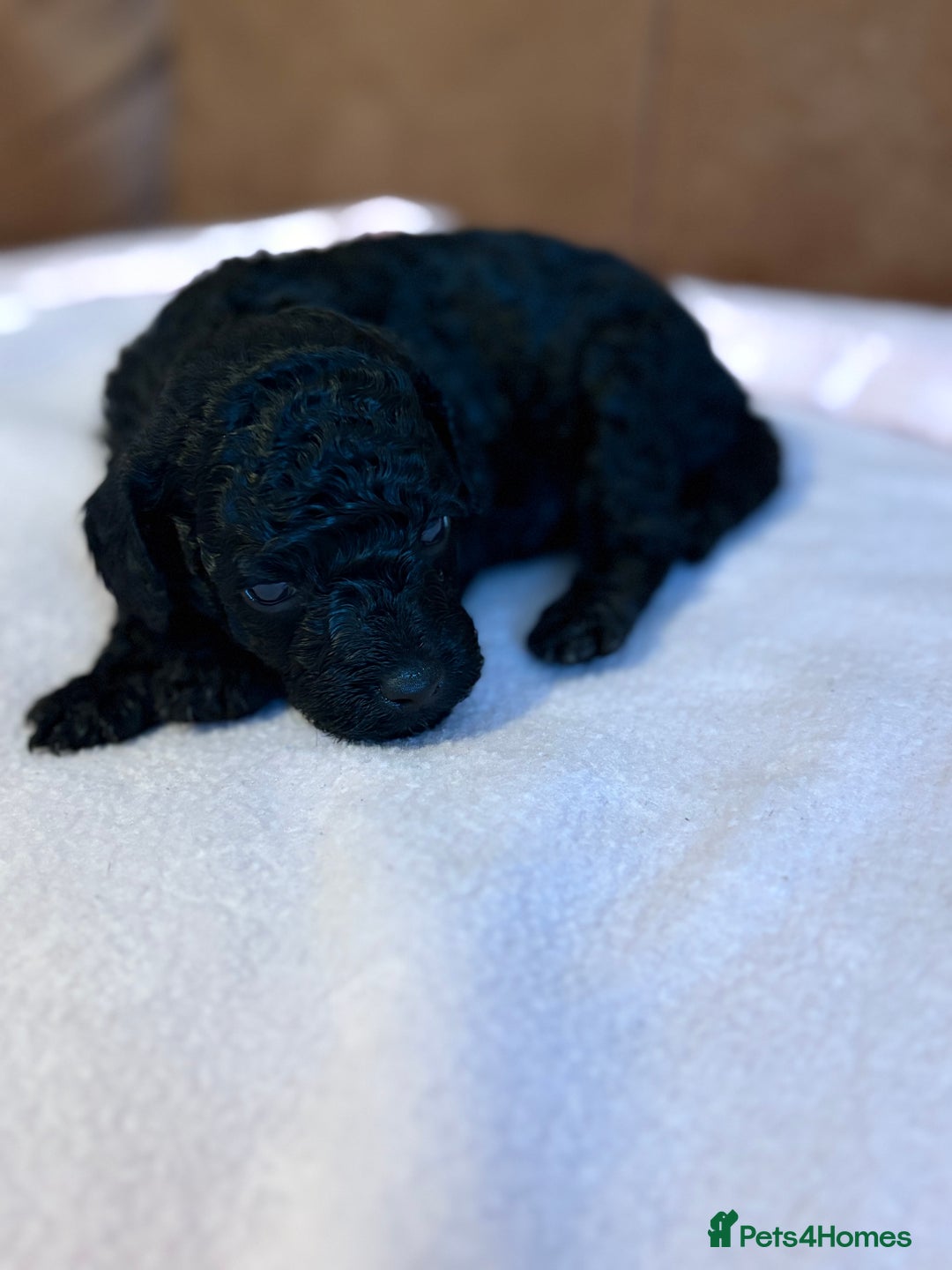 Toy Poodle dogs for sale: Toy poodle - Advert 8