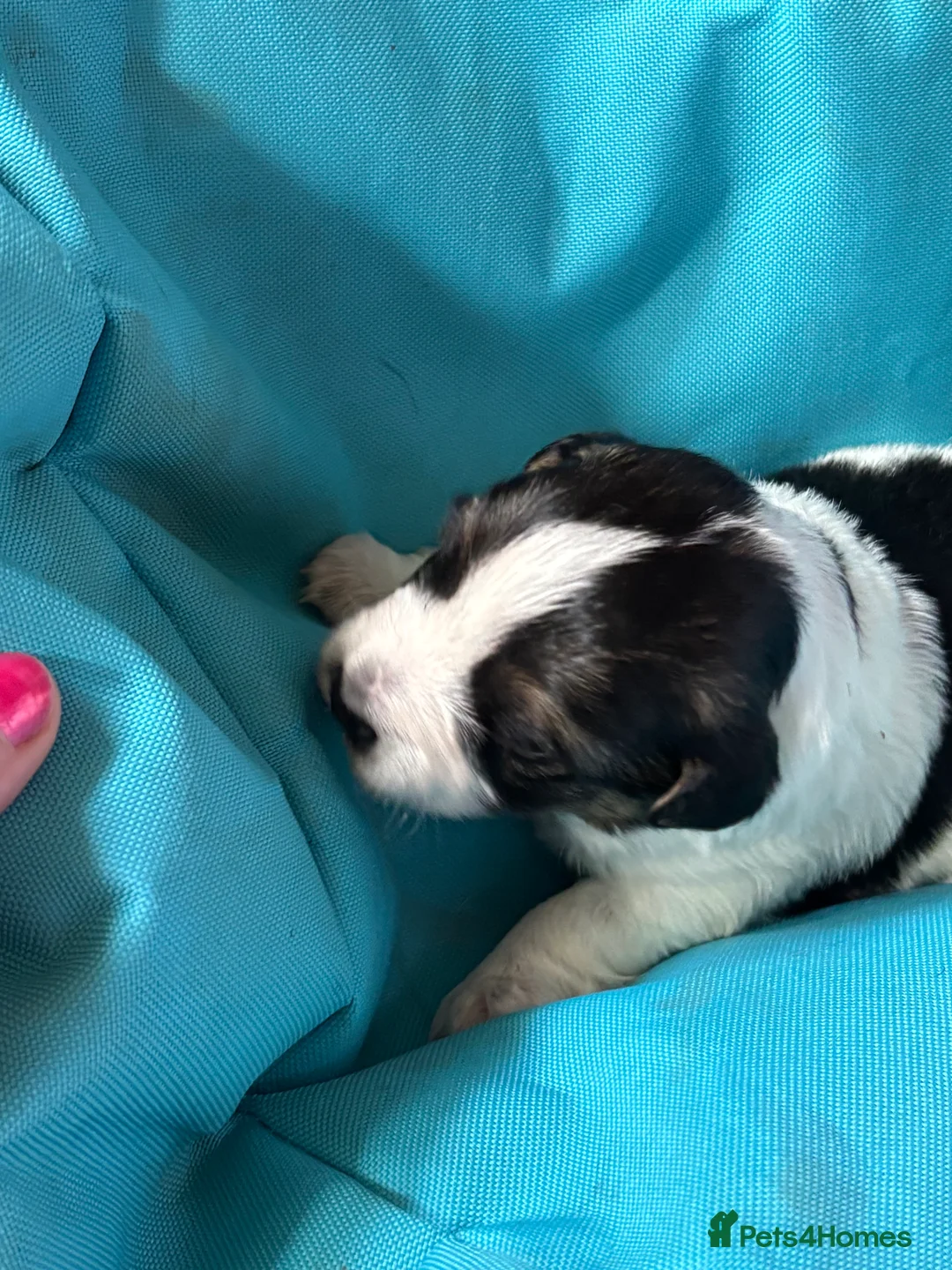 Jack Russell dogs for sale: Trad.family short legged short hair- ready!! - Advert 33
