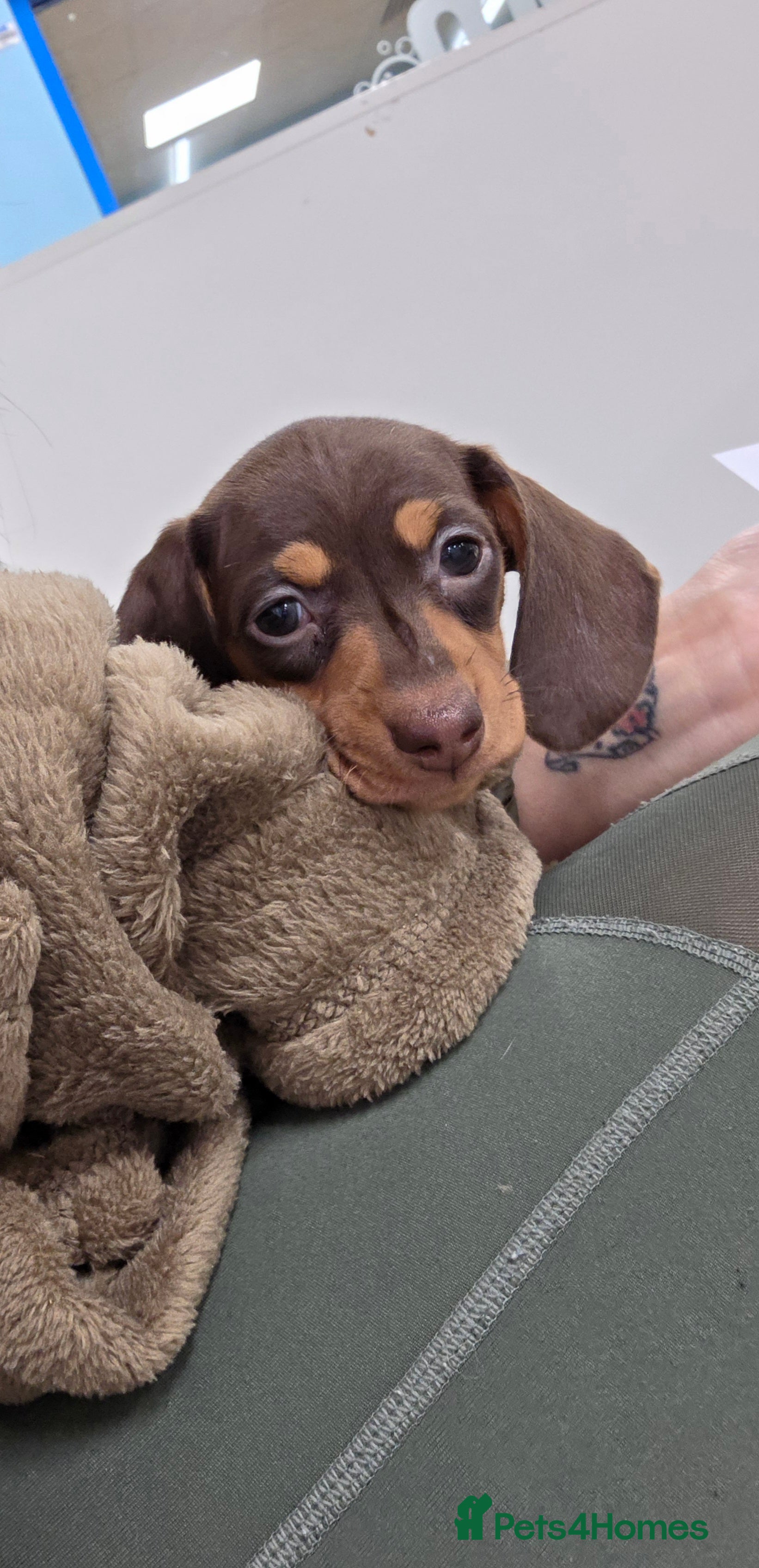 Miniature Dachshund dogs Kc Miniature Dachshunds  puppies  - Advert 17