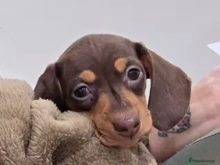 Miniature Dachshund dogs Kc Miniature Dachshunds puppies - Advert 17