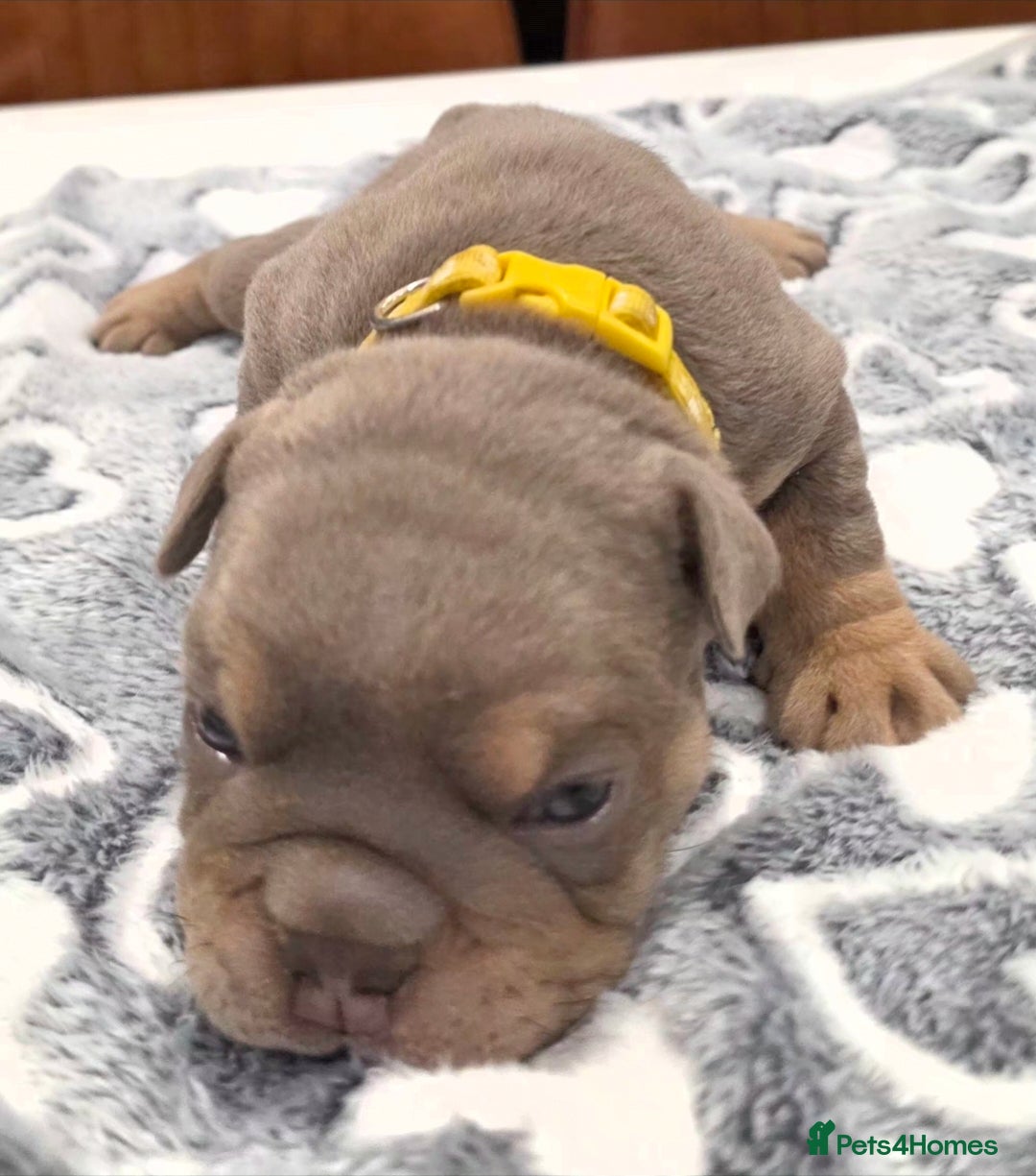 English Bulldog dogs for sale: Lilac/tan/ white English Bulldogs. 5 males. - Advert 4