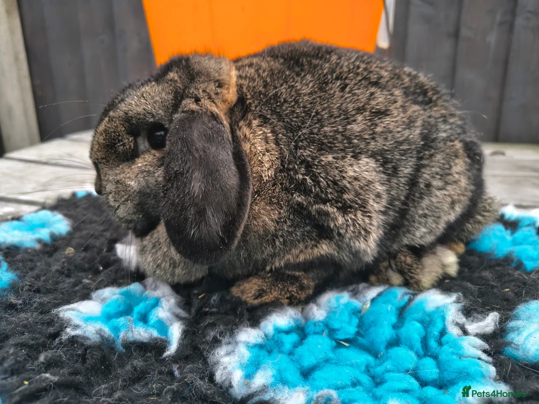 Mini Lop rabbits for sale: Beautiful steel mini lop doe - Advert 1