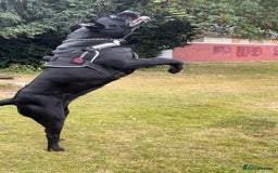 Cane Corso dogs for sale: Pure Cane Corso’s 🐶 - Advert 14