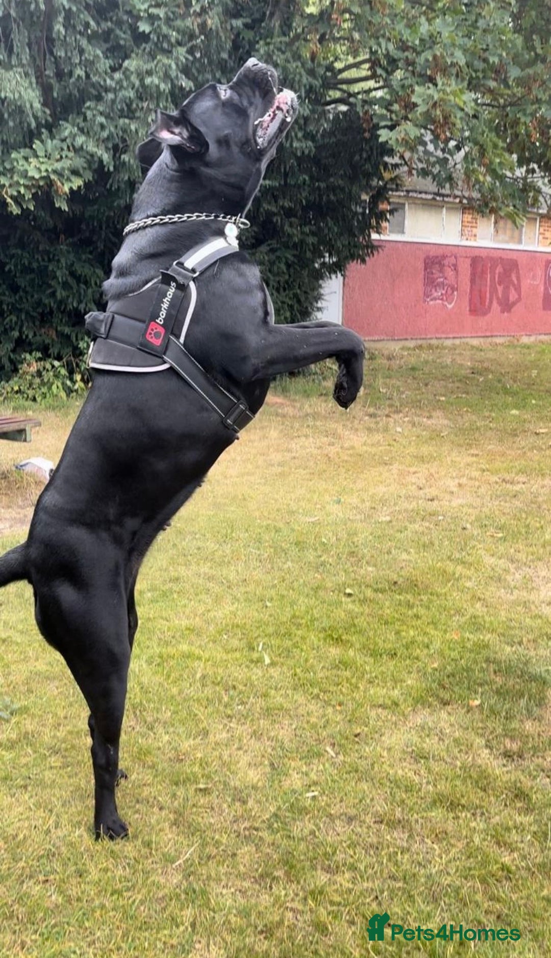 Cane Corso dogs for sale: Pure Cane Corso’s 🐶 - Advert 14