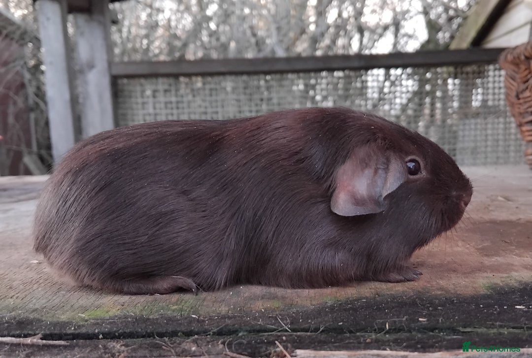 Guinea Pig rodents for sale: Swiss, Dalmation, Self Chocolate Boys and Girls - Advert 24