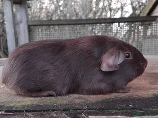 Guinea Pig rodents Tort and Whites, Self Chocolate Boar and Sow - Advert 16