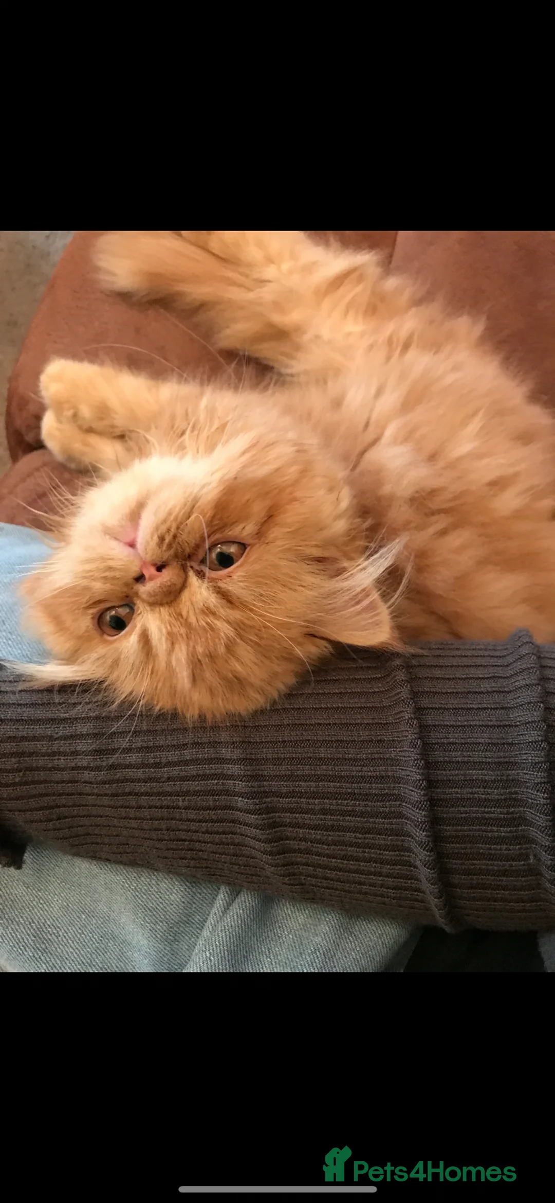 Persian cats for sale: Female Persian  - Advert 2
