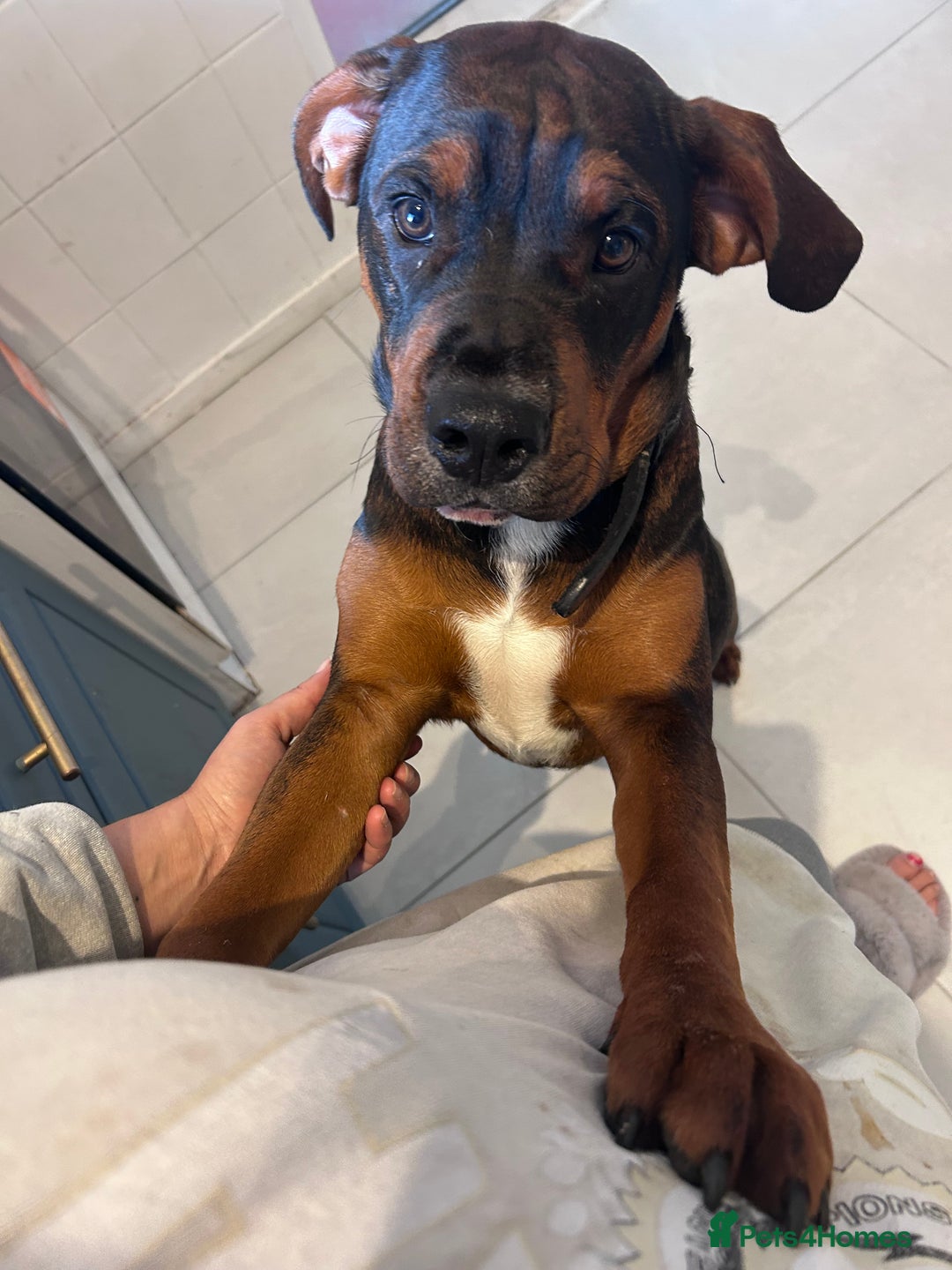 Mixed Breed dogs for sale: B A X T E R - 8month old beauty - Advert 8