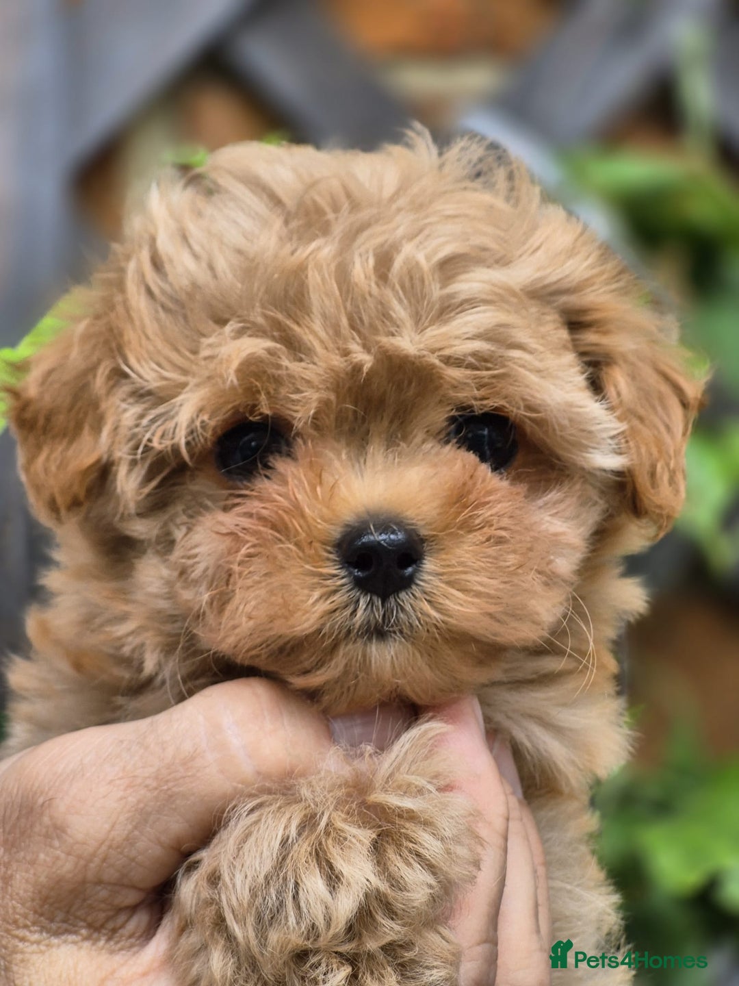 Maltipoo dogs for sale: Amazing TeddyBear Asian Korean Maltipoo puppies - Image 1