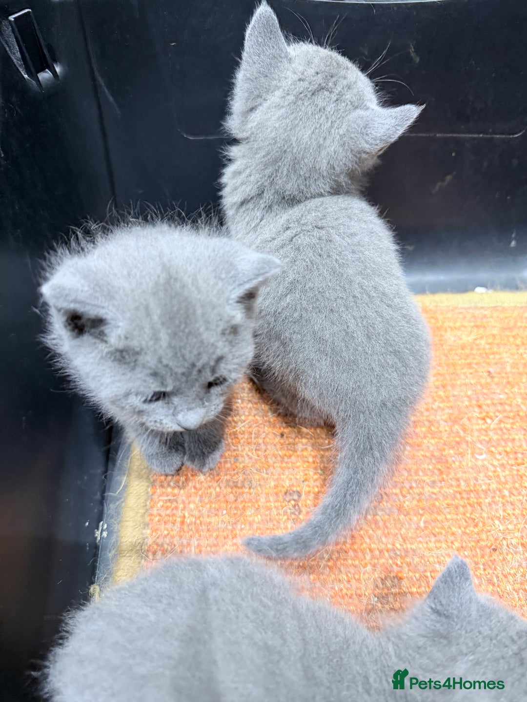 Russian Blue cats for sale: Russian blue kitten for sale,  Champion bloodline - Advert 4