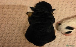 Toy Poodle dogs for sale: KC REG 2 STUNNING TOY POODLES 🐩  - Image 3