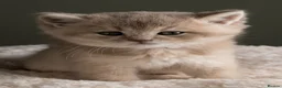 British Shorthair cats for sale: 5 Gorgeous Golden BSH Kittens Blue Fawn Chocolate - Advert 17