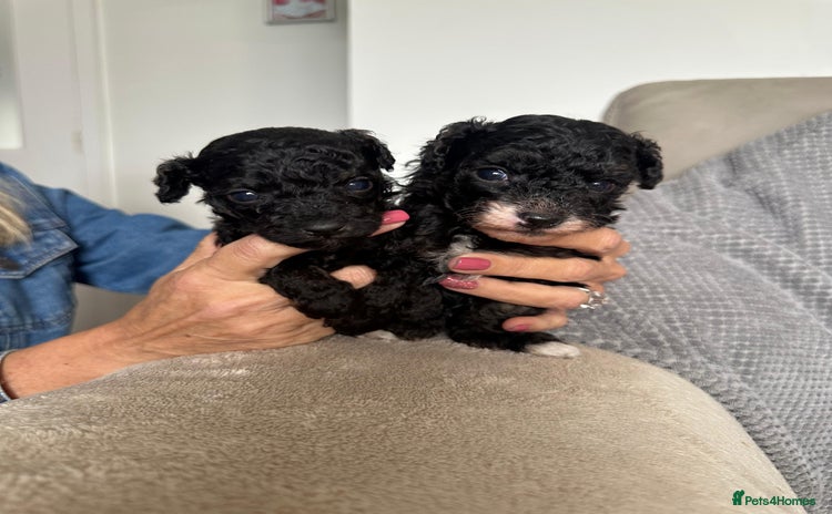 Toy Poodle dogs - Advert 2
