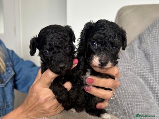 Toy Poodle dogs - Advert 2