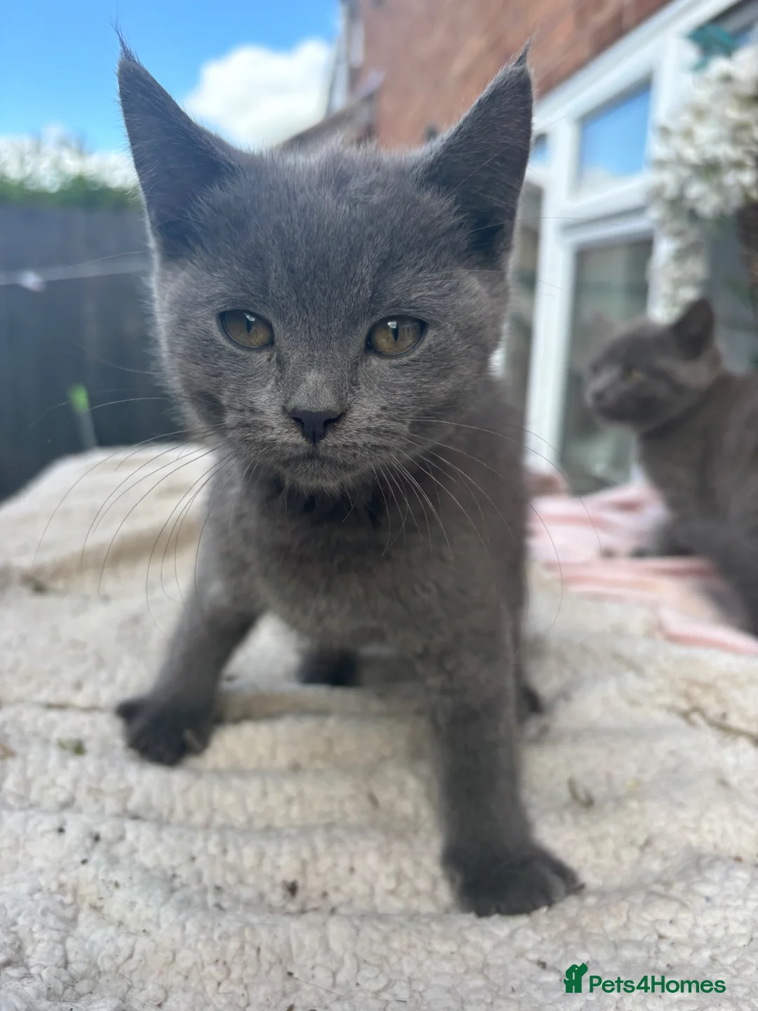 British Shorthair cats for sale: 2 female blue BSH  - Advert 5