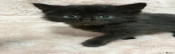 Mixed Breed cats for sale: 4 Beautiful kittens for sale  in Bracknell - Advert 3
