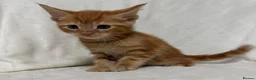 Maine Coon cats for sale: Gorgeous multi coloured half maine coon babies  - Advert 3