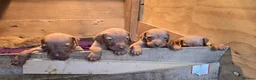 Hungarian Vizsla dogs for sale: Beautiful Hungarian Vizsla Puppies 4 Girls 2 Boys - Advert 14
